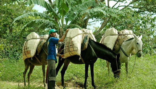 Colombia Excelso Minca 250g